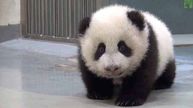 But I Don T Want To Go To Bed Mother Panda Puts Baby Panda To Sleep Too Cute Viralscape