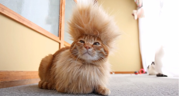 cool-mohawk-cat-2