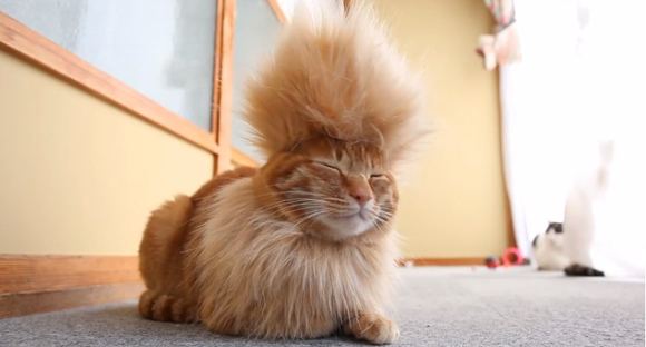 cool-mohawk-cat-3