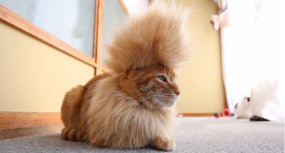 cool-mohawk-cat