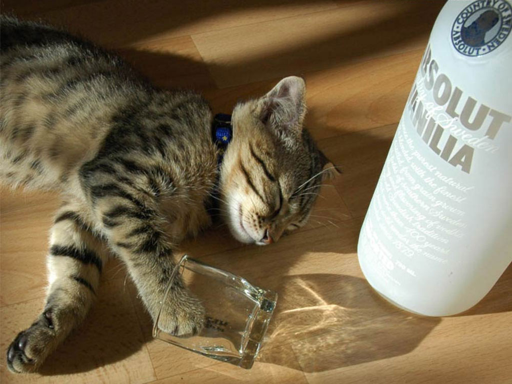 drunk-cat