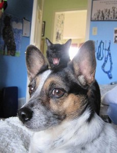 38 Funniest Cat Photobombs Of All Time. #23 Just Killed Me… LOL