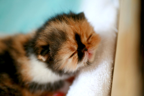 Memebon the World's Cutest Kitten