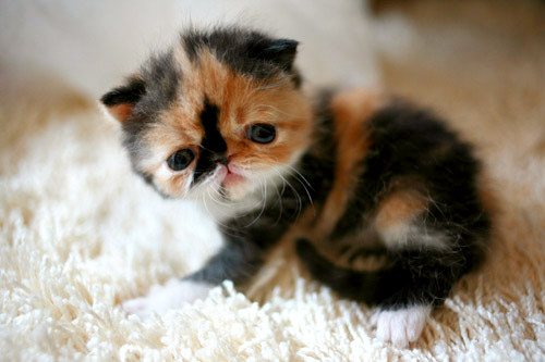 Memebon the World's Cutest Kitten