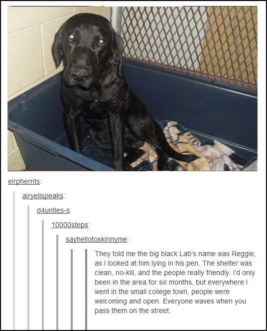 The story of Reggie, the Black Lab