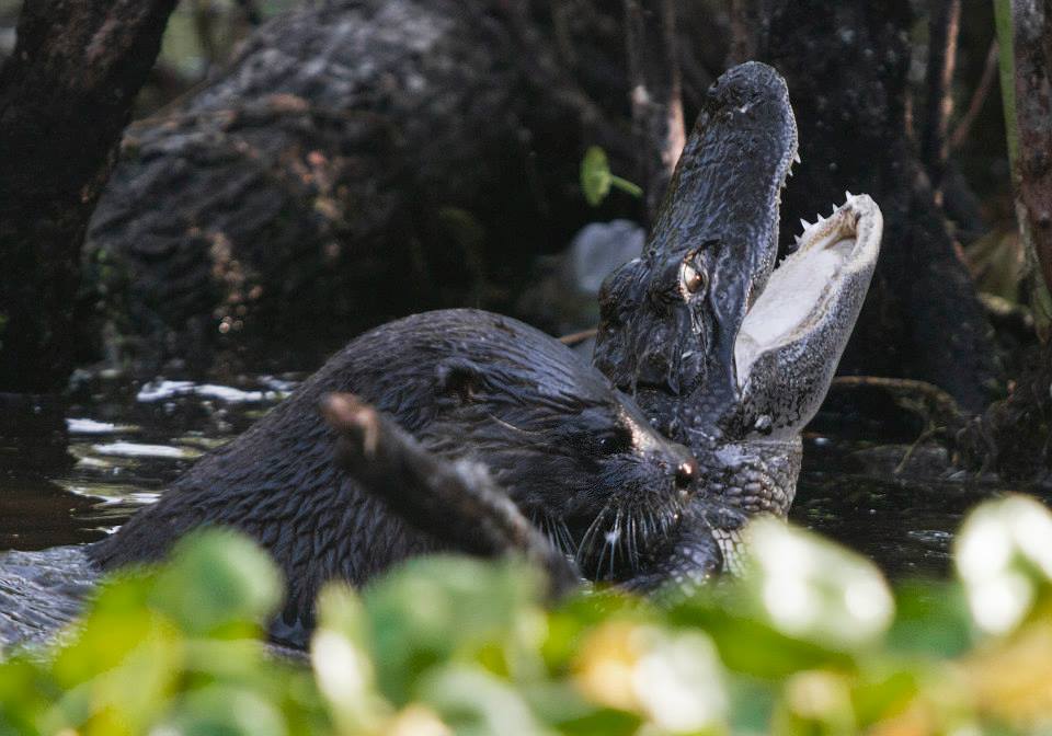 otter-eats-alligator2