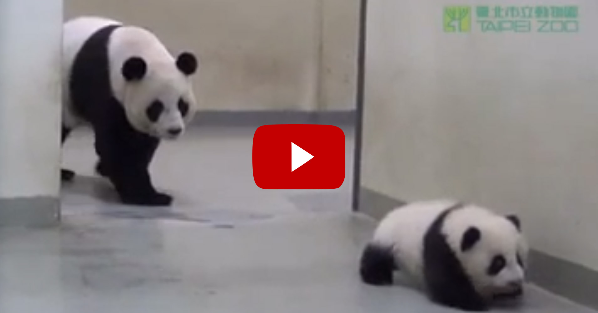 But I Don T Want To Go To Bed Mother Panda Puts Baby Panda To Sleep Too Cute Panda Video Viralscape