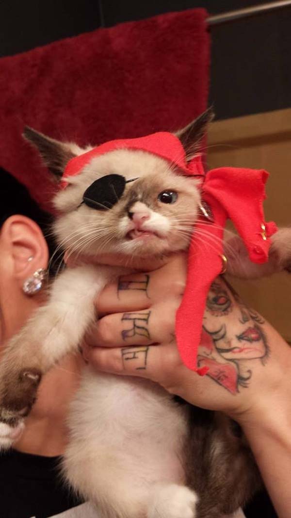 Sir Stuffington, The Cutest Pirate In The World Will Break Your Heart