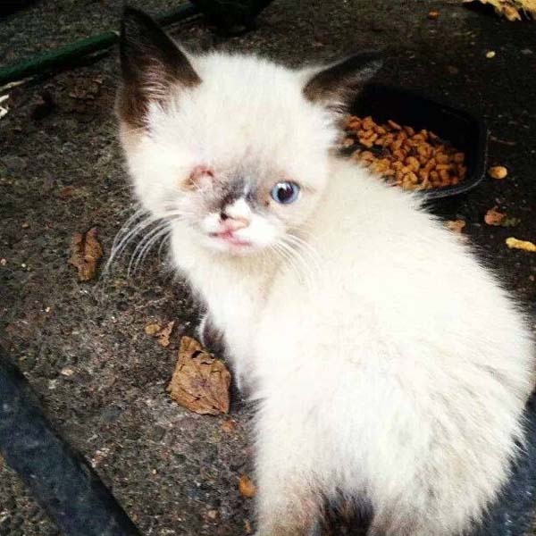 Sir Stuffington, The Cutest Pirate In The World Will Break Your Heart