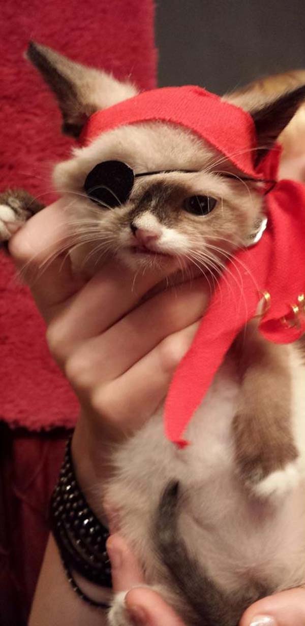 Sir Stuffington, The Cutest Pirate In The World Will Break Your Heart