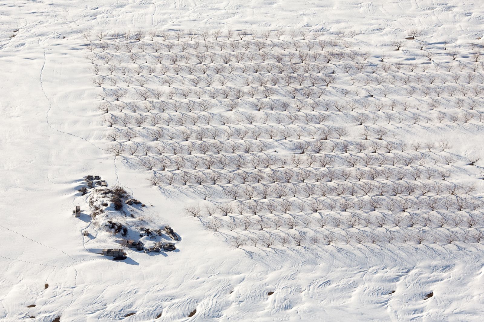 An orchard covered in snow in Bolton, Massachussetts