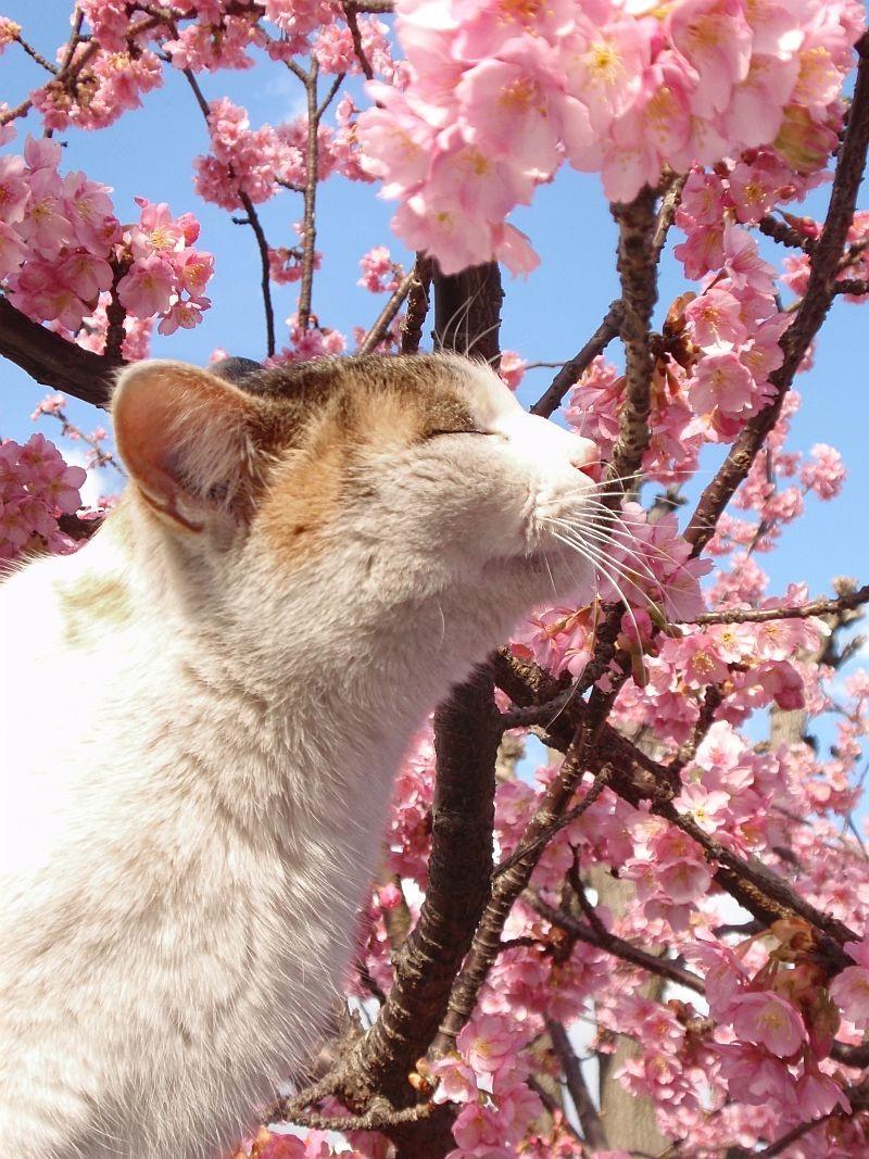 Cat Enjoying Cherry Blossoms (2)