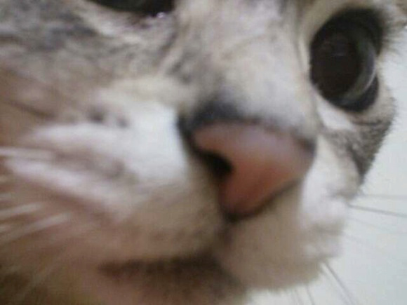 Cat Selfie (1)