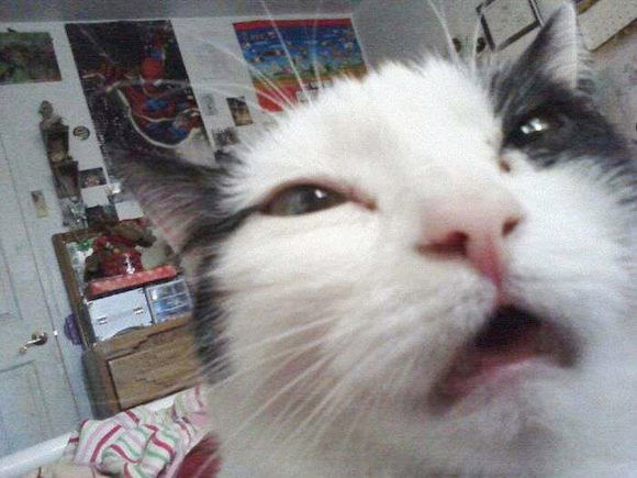 Cat Selfie (10)