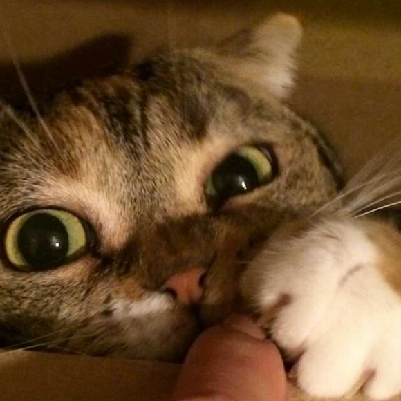 Cat Selfie (11)