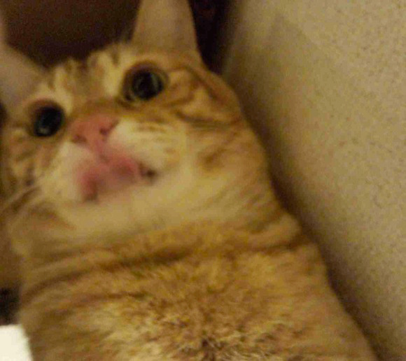 Cat Selfie (14)