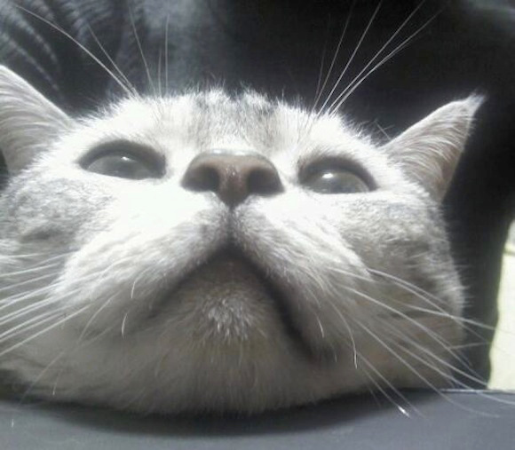 Cat Selfie (15)