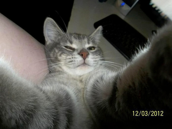 Cat Selfie (17)
