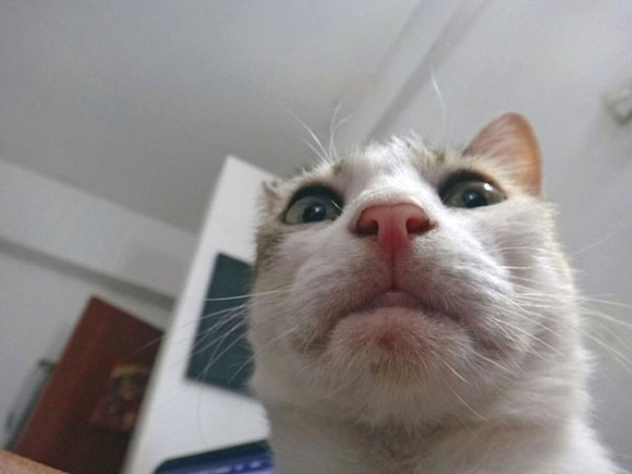 Cat Selfie (18)