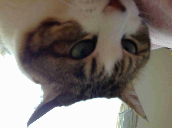 Cat Selfie (19)