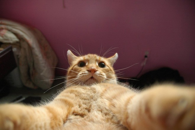 Cat Selfie (21)