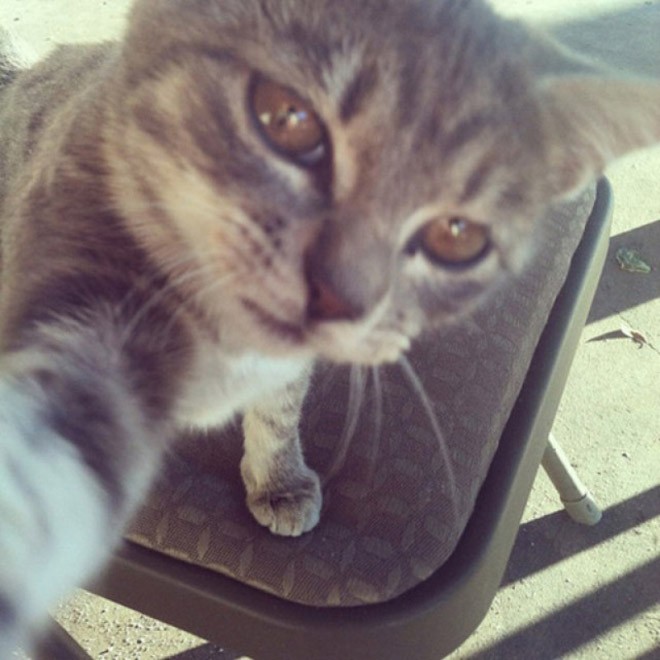 Cat Selfie (22)