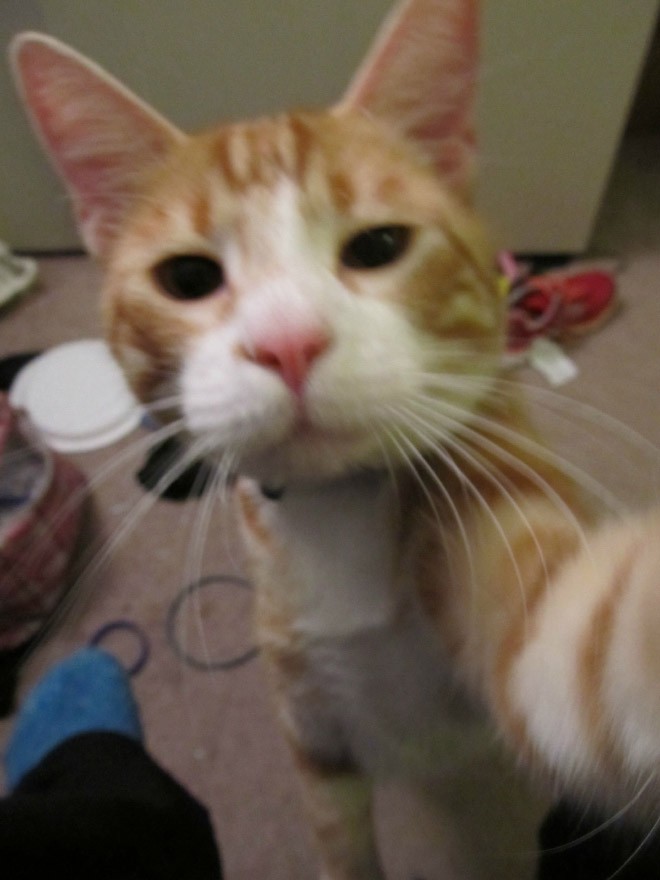 Cat Selfie (23)