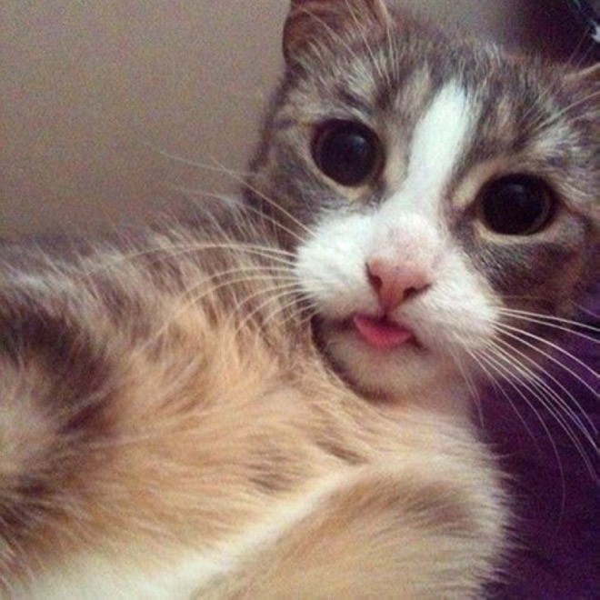 Cat Selfie (25)