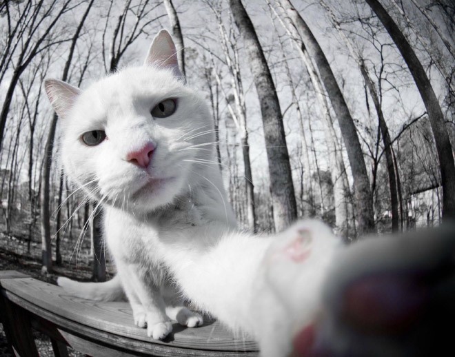 Cat Selfie (26)