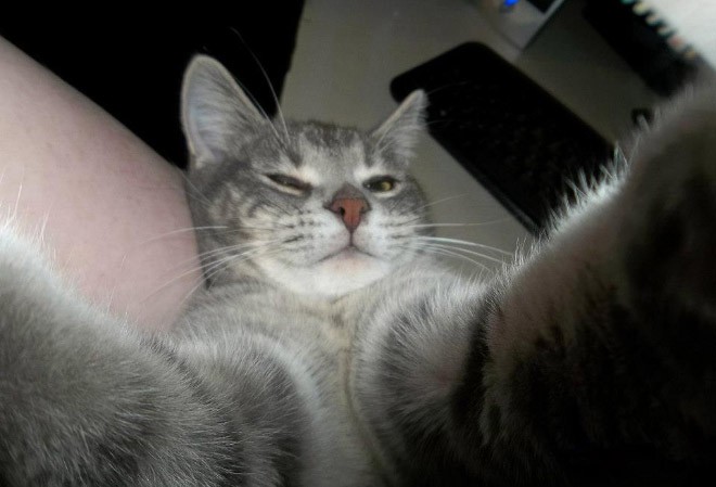 Cat Selfie (28)