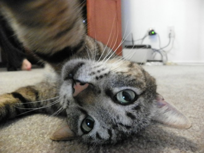 Cat Selfie (29)