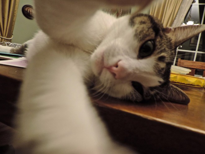 Cat Selfie (32)