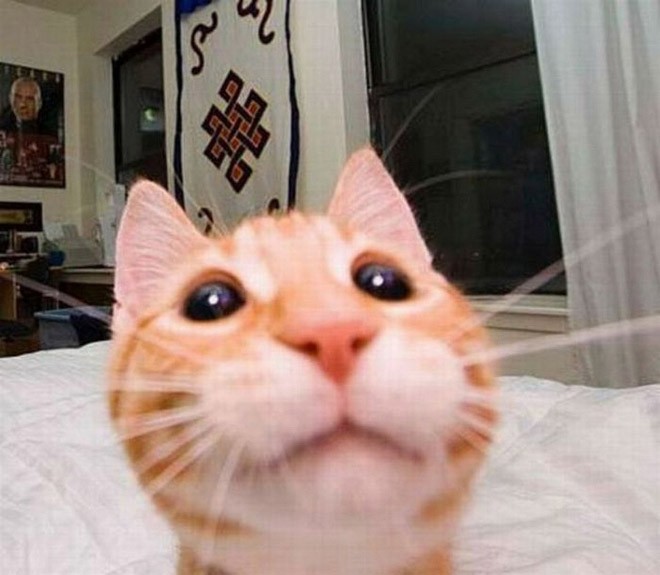Cat Selfie (34)