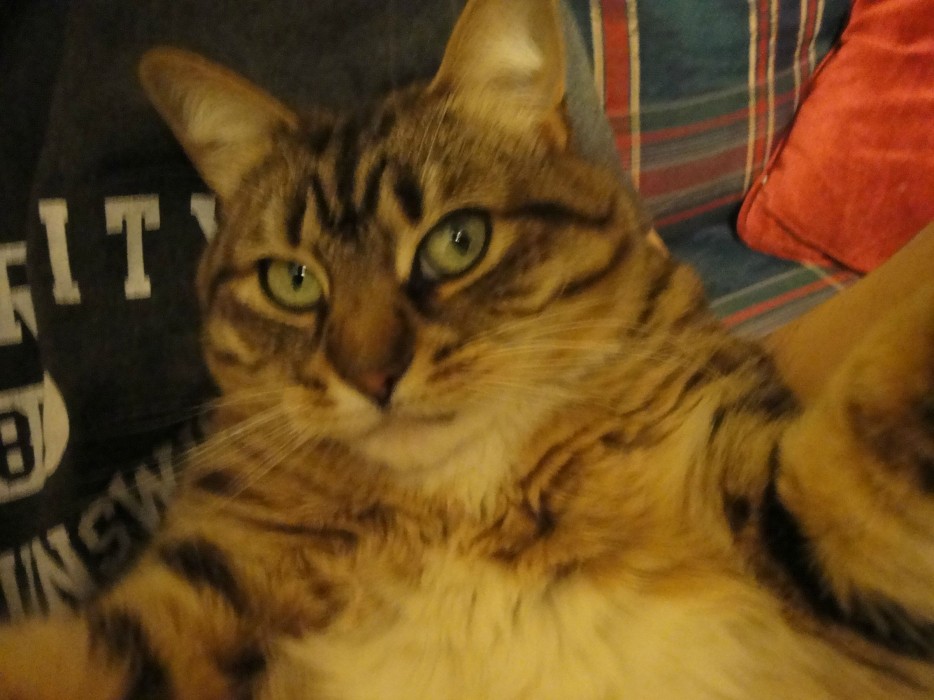 Cat Selfie (36)