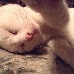 Cat Selfie (37)