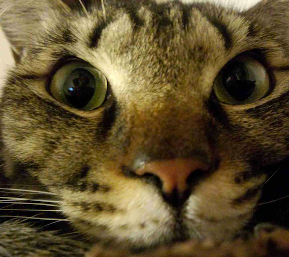 Cat Selfie (4)