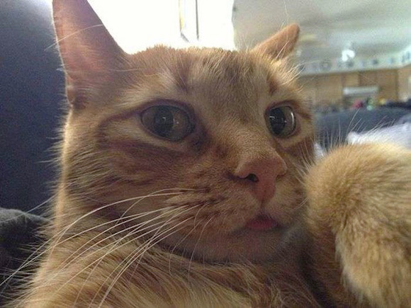 Cat Selfie (7)