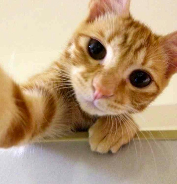 Cat Selfie (8)