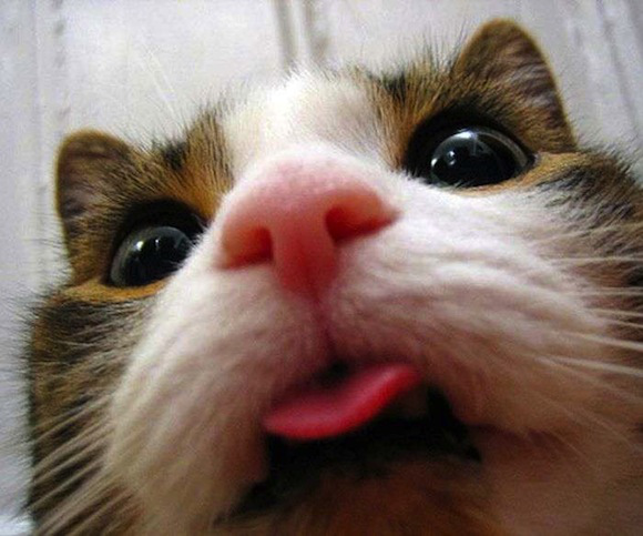 Cat Selfie (9)