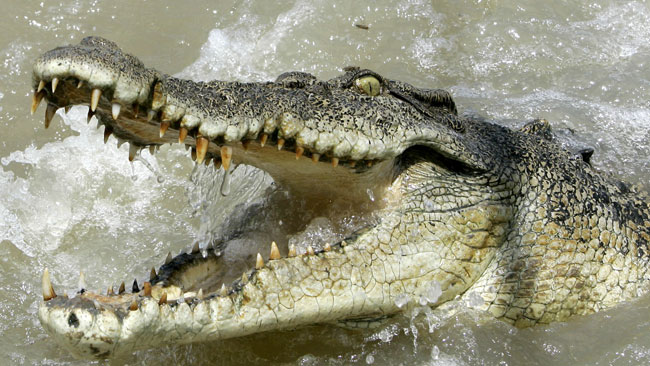 Crocodile