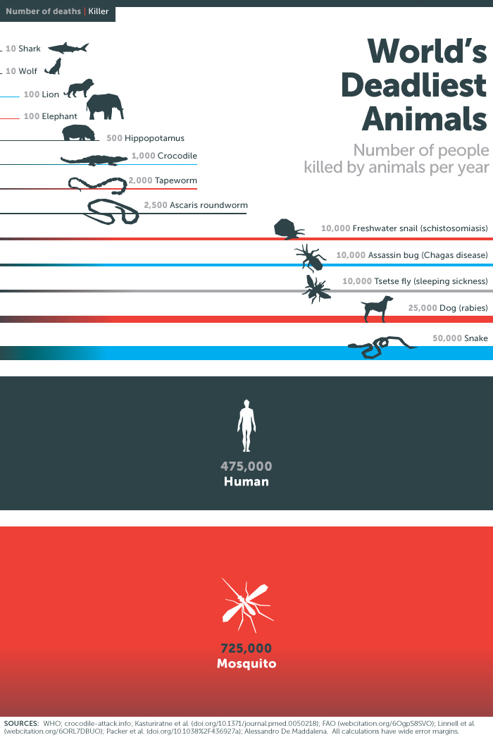 Deadliest Animals In The World