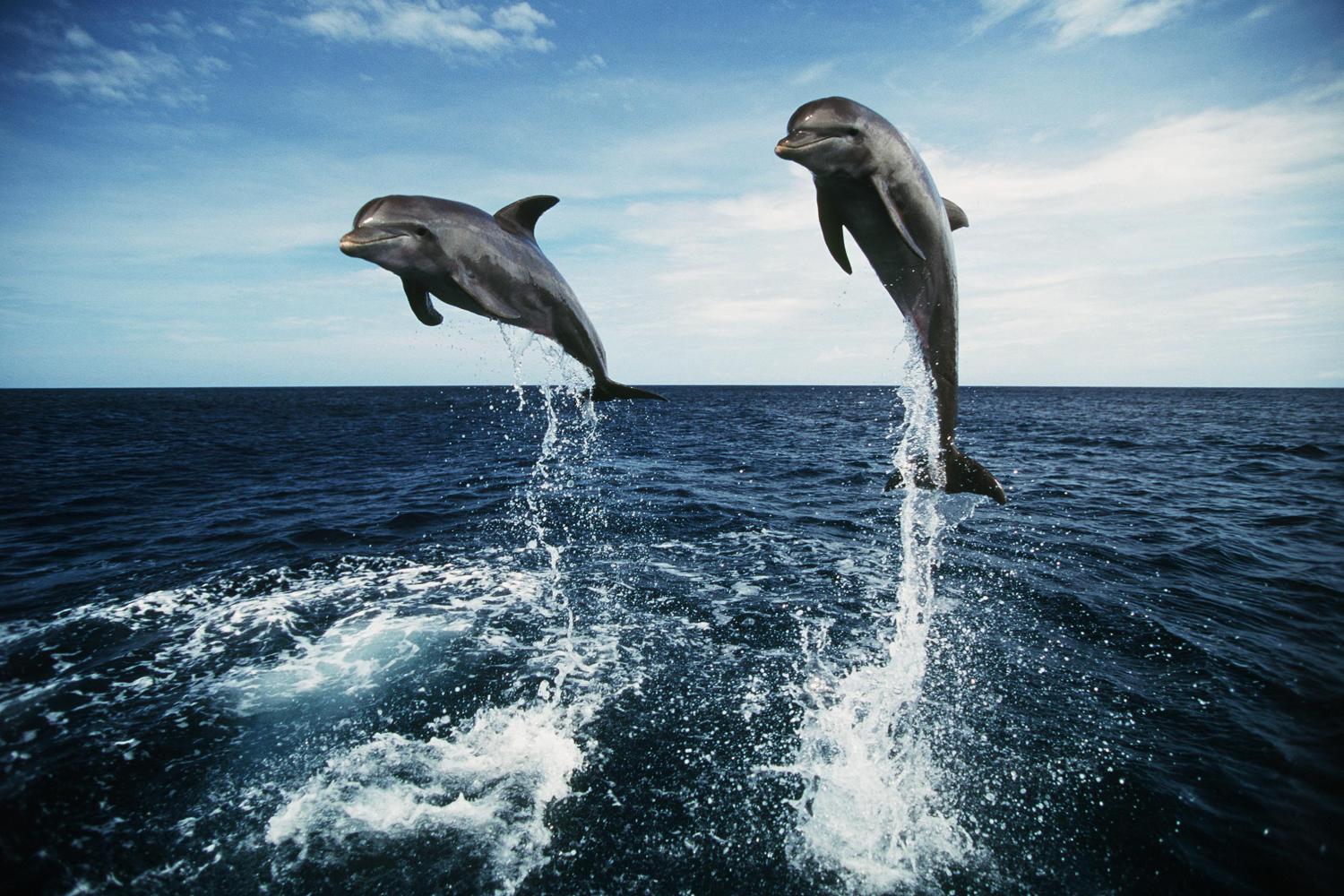 Dolphins