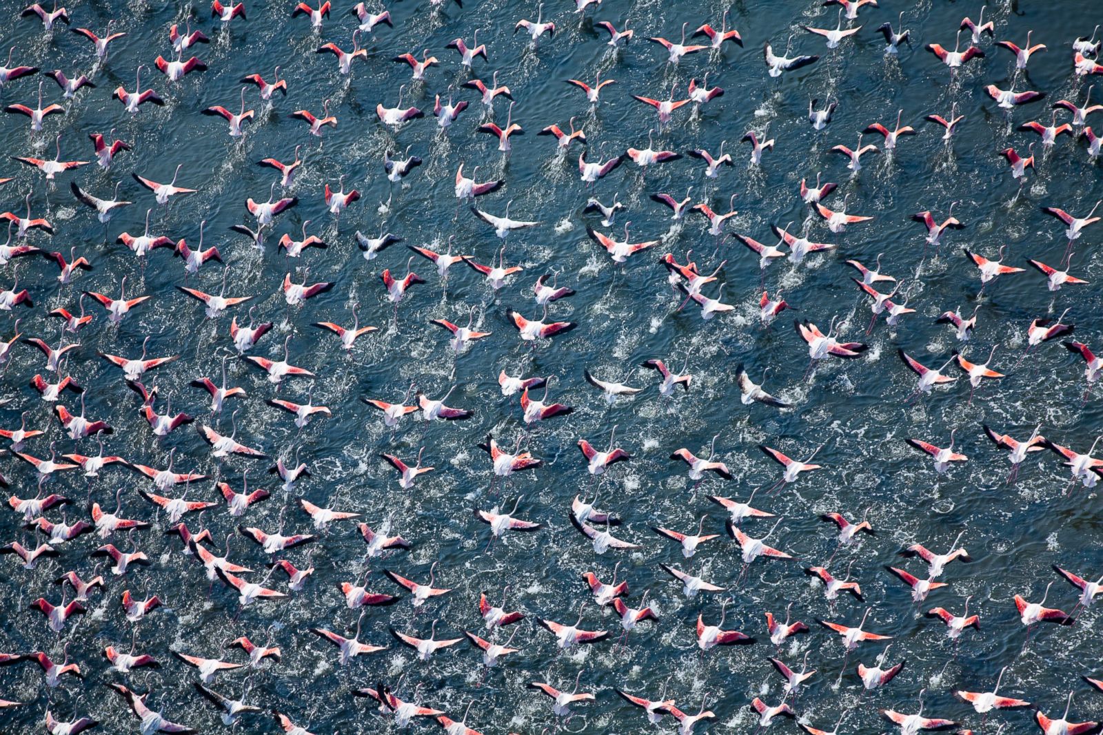 Flamingos Taking Flight in Rosolina, Italy