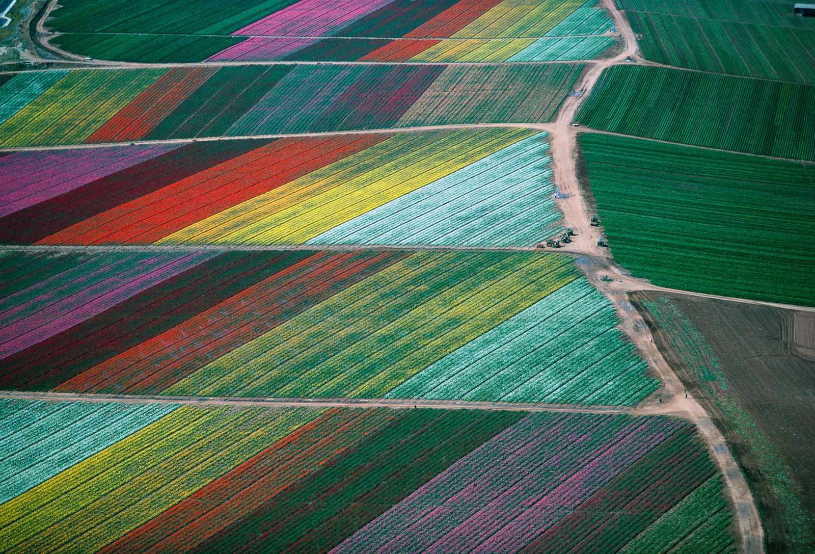 Flower Fields in Carlsbad, California