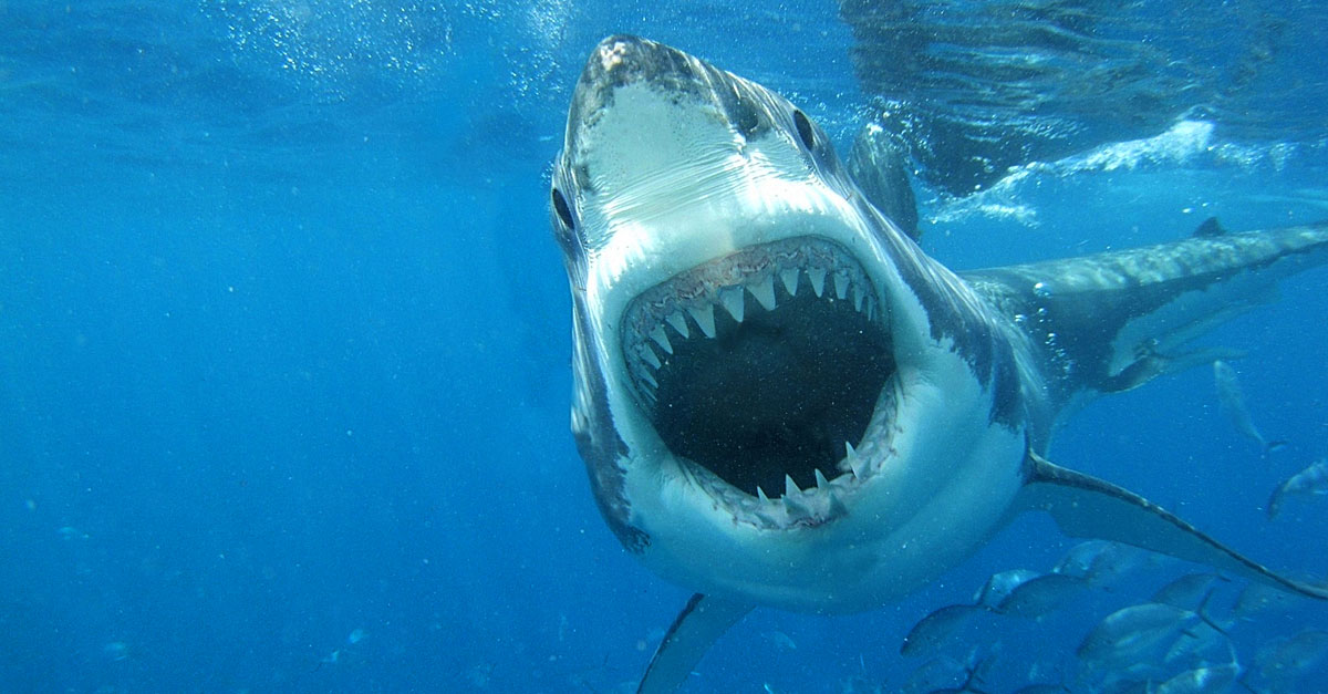 Great White Shark