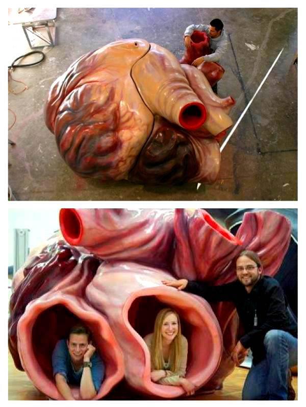 Heart of a blue whale