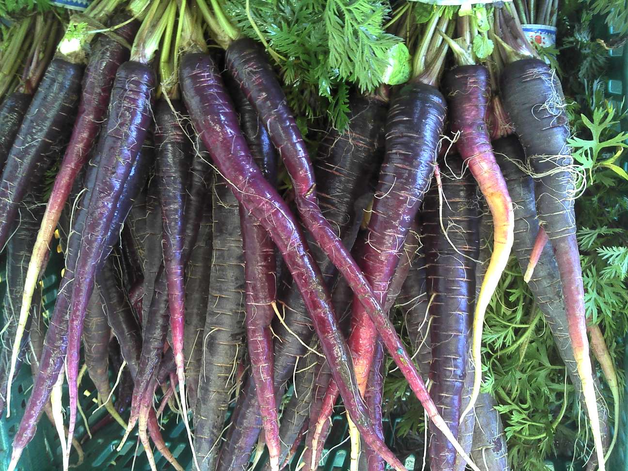 Purple carrots