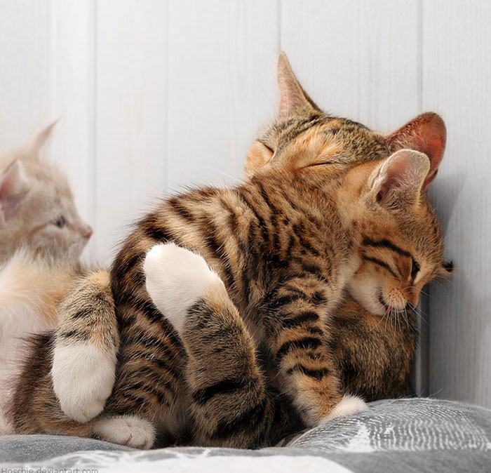animals-hugging-1