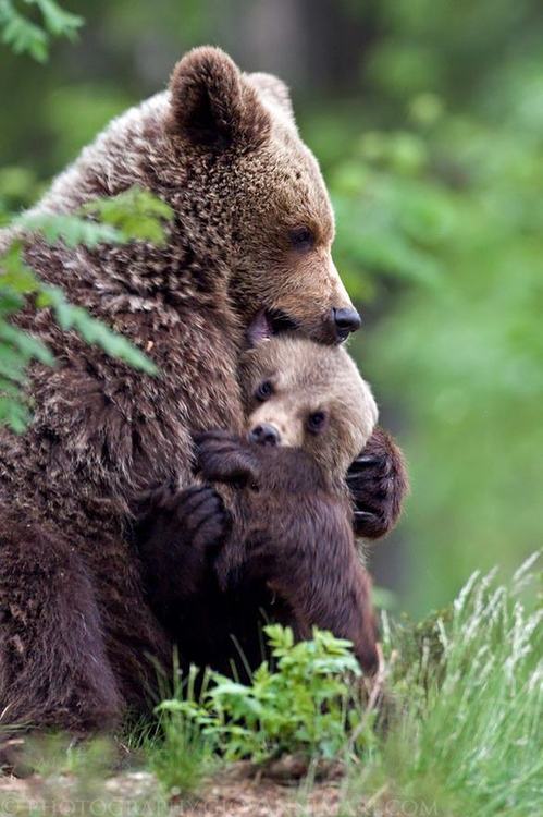 45 Irresistibly Cute Photos Of Animals Hugging That Will Make Your Day -  animals-hugging-28 | Viralscape