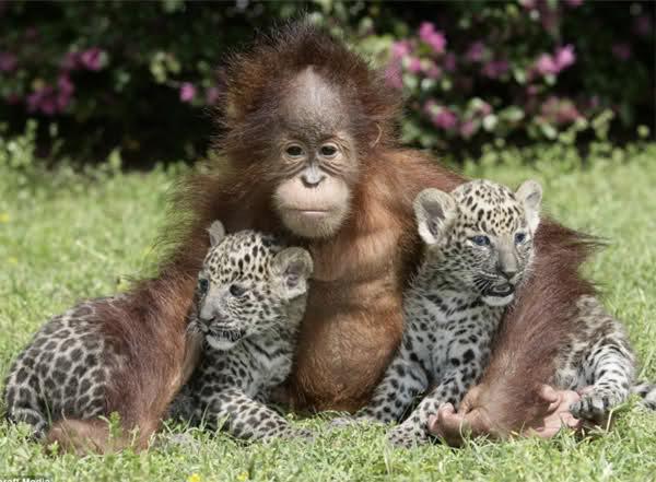 45 Irresistibly Cute Photos Of Animals Hugging That Will Make Your Day -  animals-hugging-45 | Viralscape